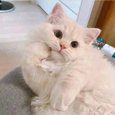 Lê Thị Hồng avatar